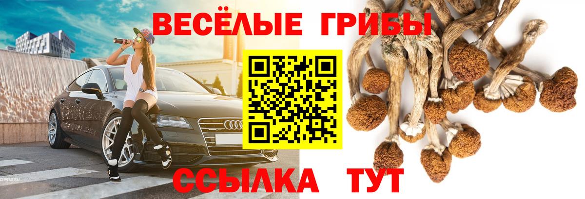Псилоцибиновые грибы Cubensis Карасук